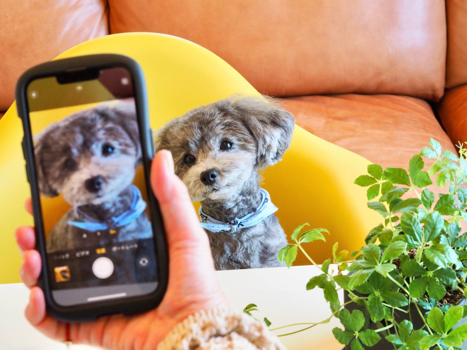スマホのカメラで犬を撮ろうとしている手元